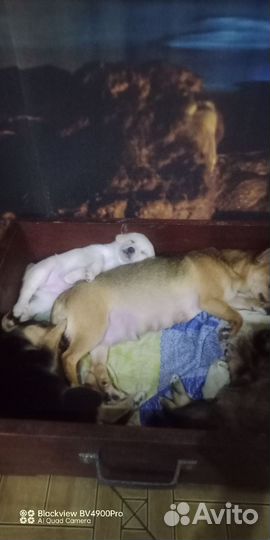 Щенки Той Терьера