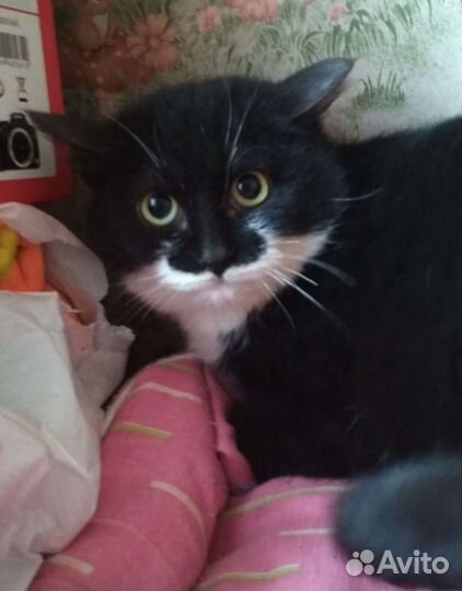 Кошечка Ширли а добрые руки