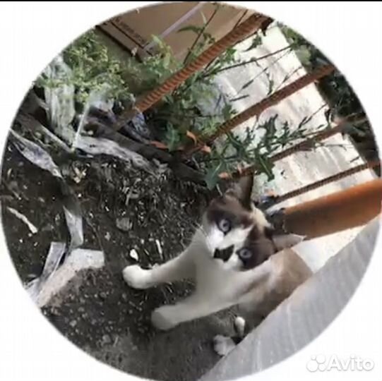 Котенок девочка в добрые руки