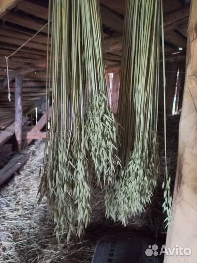 Декоративные злаки овёс