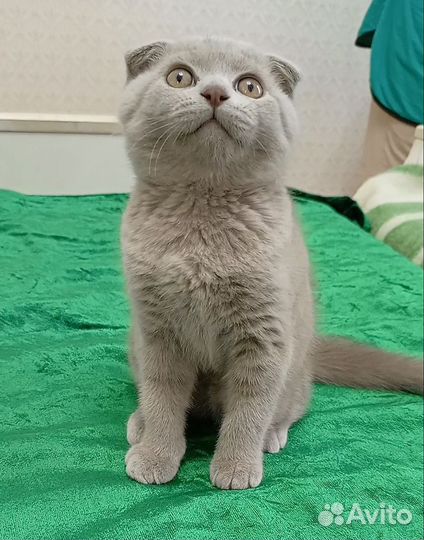 Британский вислоухий котёнок