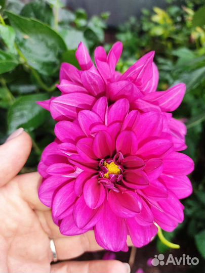 Георгин, цветы для сада