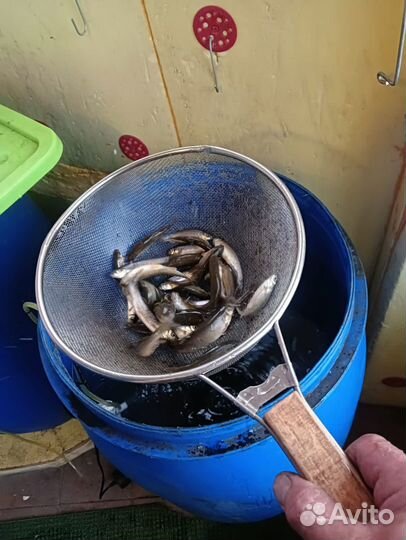 Живец для рыбалки