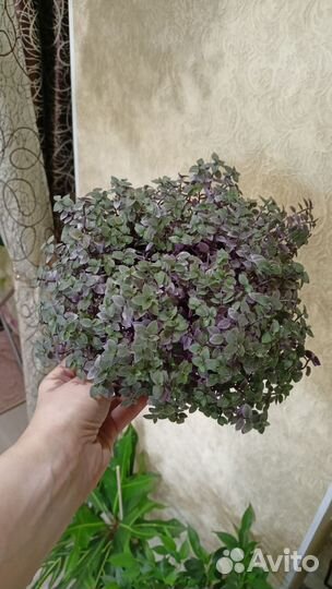 Коллизия розовая