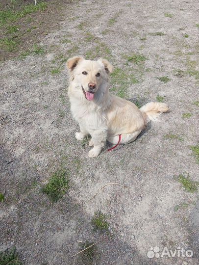 Девочка в добрые руки