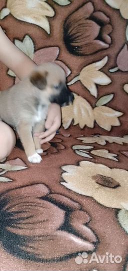 Собака в добрые руки щенок
