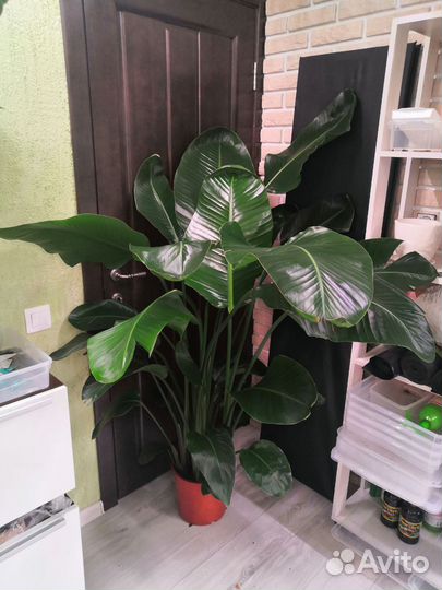 Стрелиция Николая 5 в 1 27/160