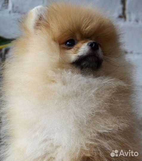 Померанский шпиц мини