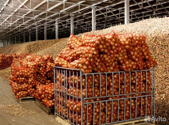 Молочная ферма (колхоз) крс