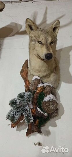 Таксидермия волк