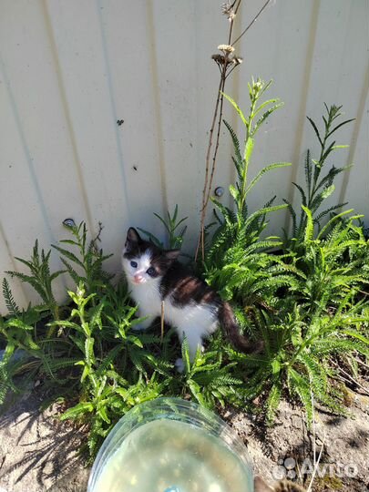 Котята в добрые руки 1 месяц