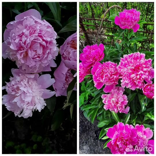 Цветы многолетник калла пион ирис карликовый