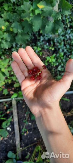 Красная смородина кустарники