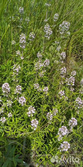 Мед натуральный. Опт