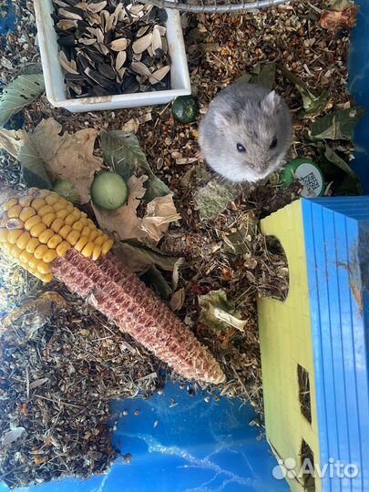 Джунгарский хомяк с клеткой