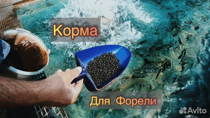 Корм для форели и других видов рыб