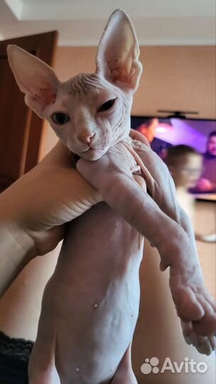 Канадский сфинкс