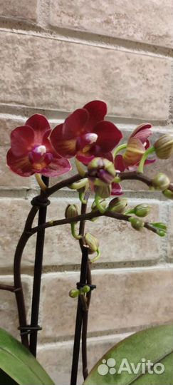 Орхидея фаленопсис