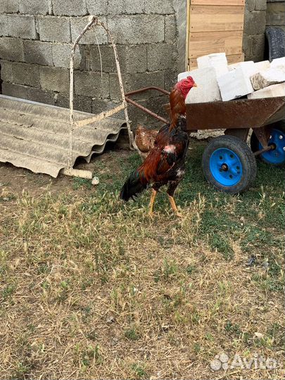 Бойцовая птица