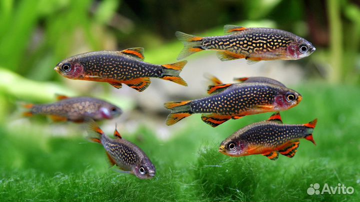 Аквариумные рыбки