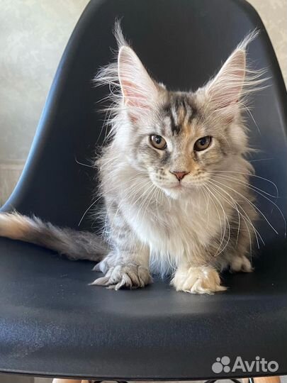 Мейн-кун котята