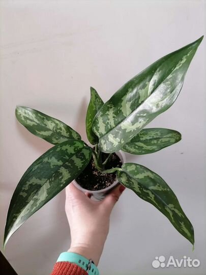 Аглаонема Мария