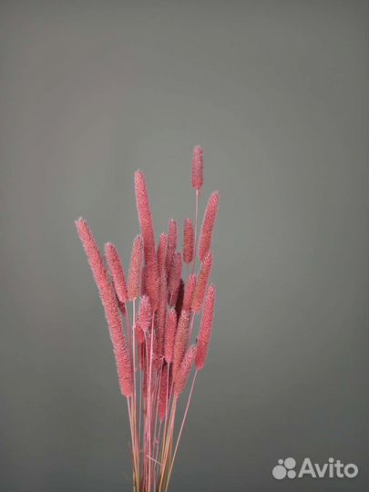 Сухоцвет флум / сухоцветы для дома