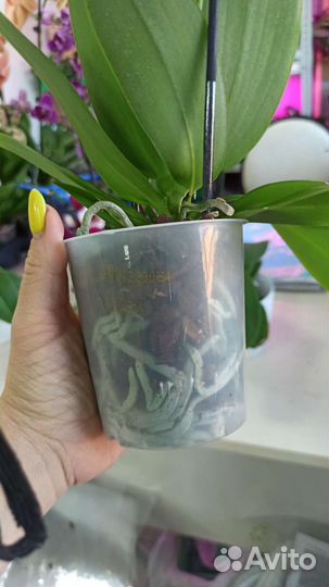 Орхидея фаленопсис