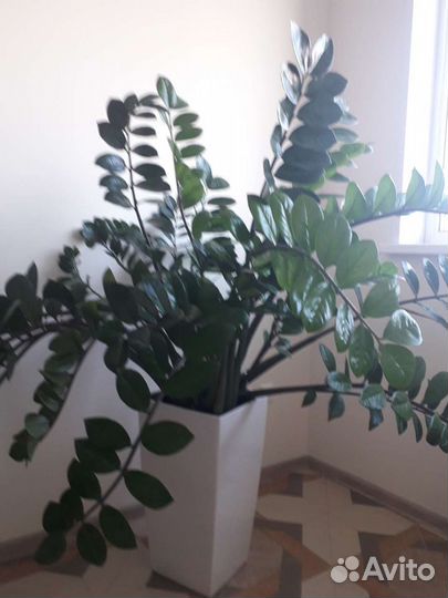 Замиокулькас