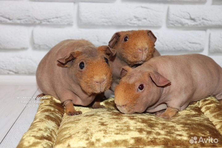 Морская породистая свинка скинни