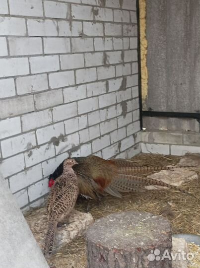 Яйцо фазана