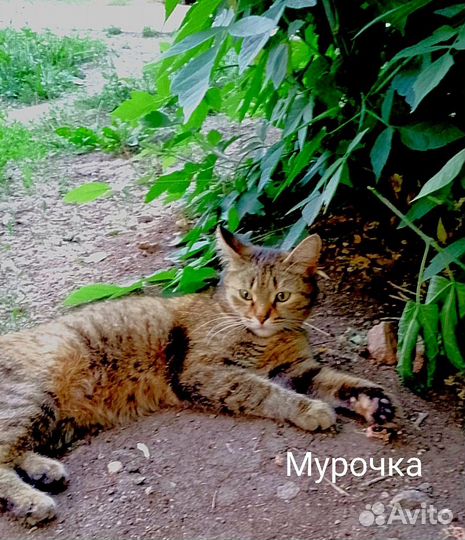 Котенок Люся