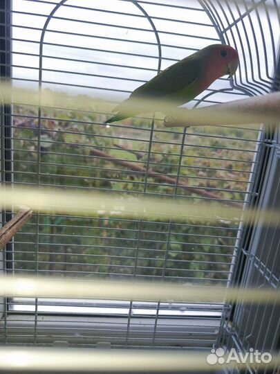 Попугай неразлучники с клеткой