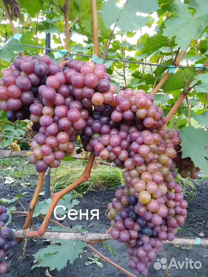 Саженцы винограда