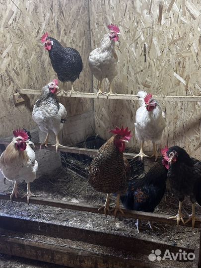 Куры петухи