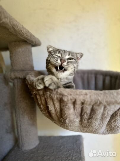 Кошечка