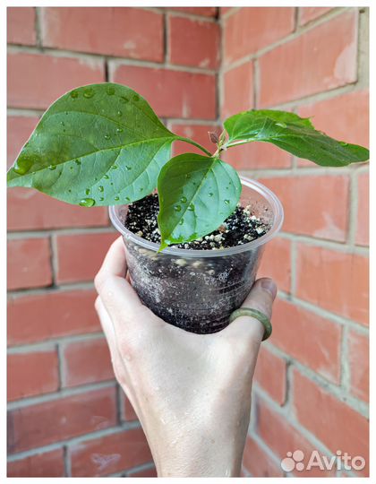 Бугенвиллия розовая