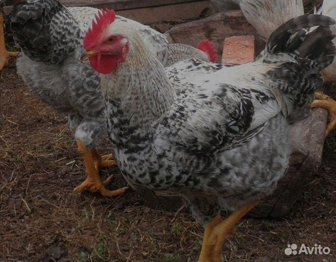 Инкубационное яйцо для всех