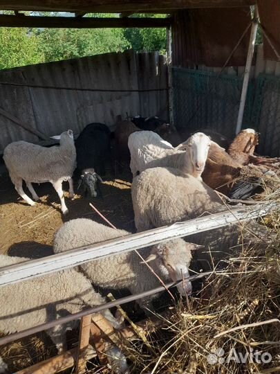 Овцы бараны