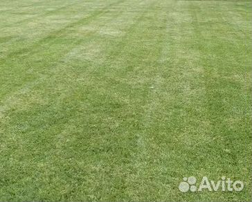 Газон рулонный