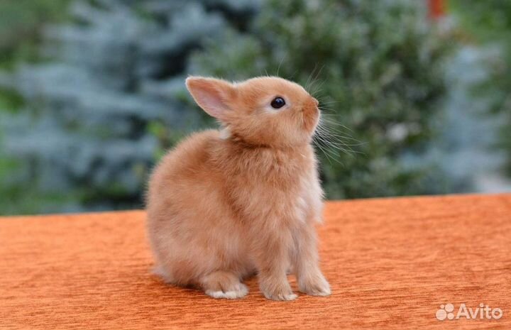 Кролик карликовый