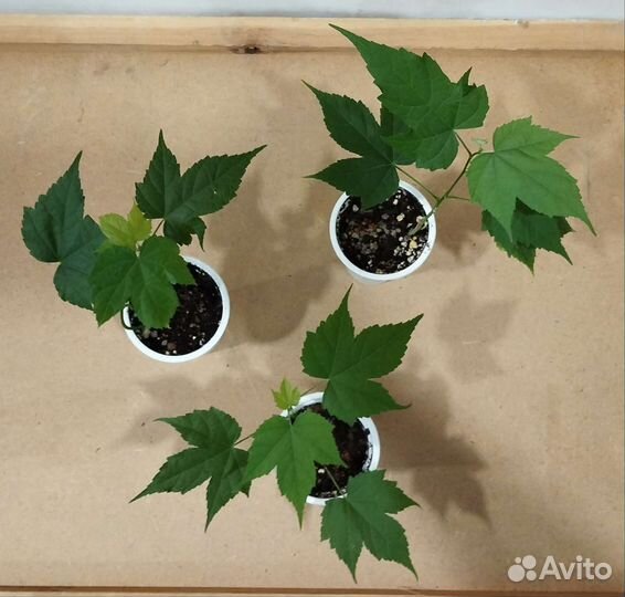 Абутилон оранжевый, черенки