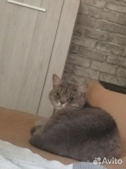 Метис британца