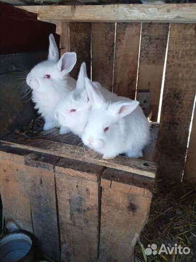 Крольчата