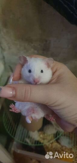 Сирийские хомячки