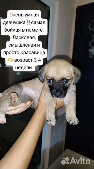 Щенки метисы в добрые руки