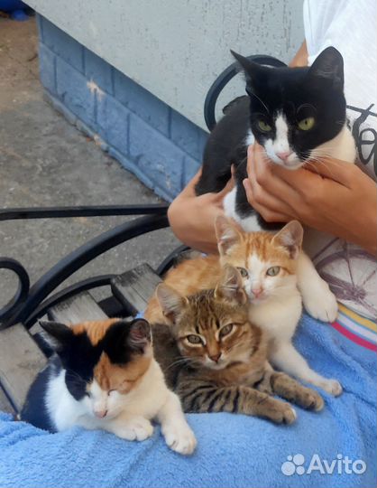Котята отдам бесплатно