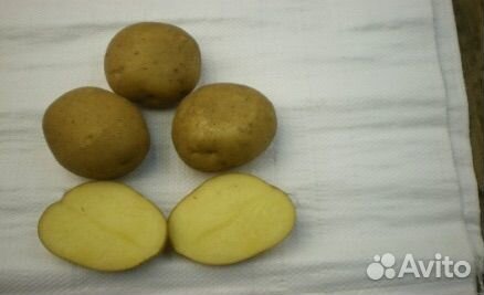 Продажа картофеля (семенной)