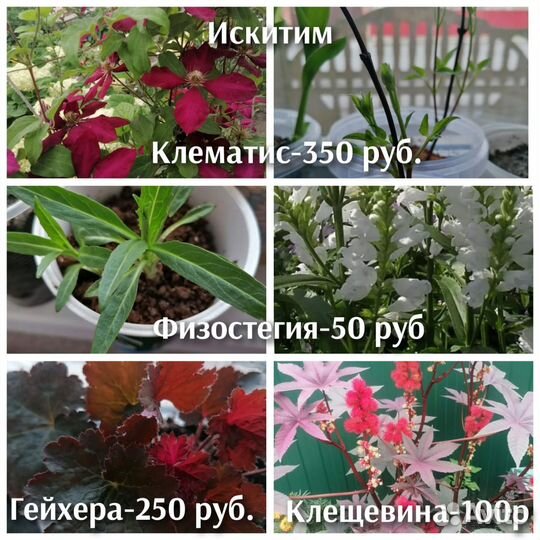 Цветы для сада