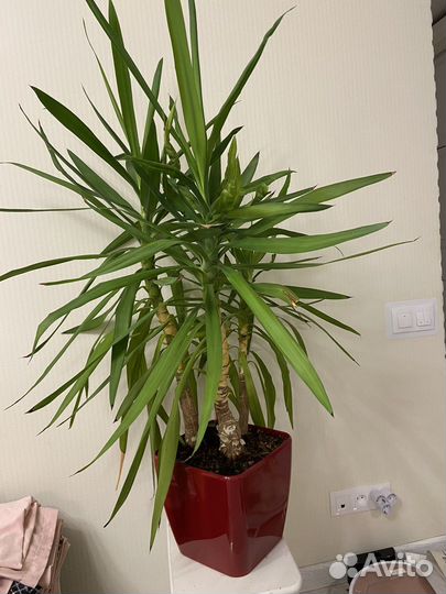 Пальма юкка большая